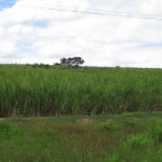 Sugar Cane Field
